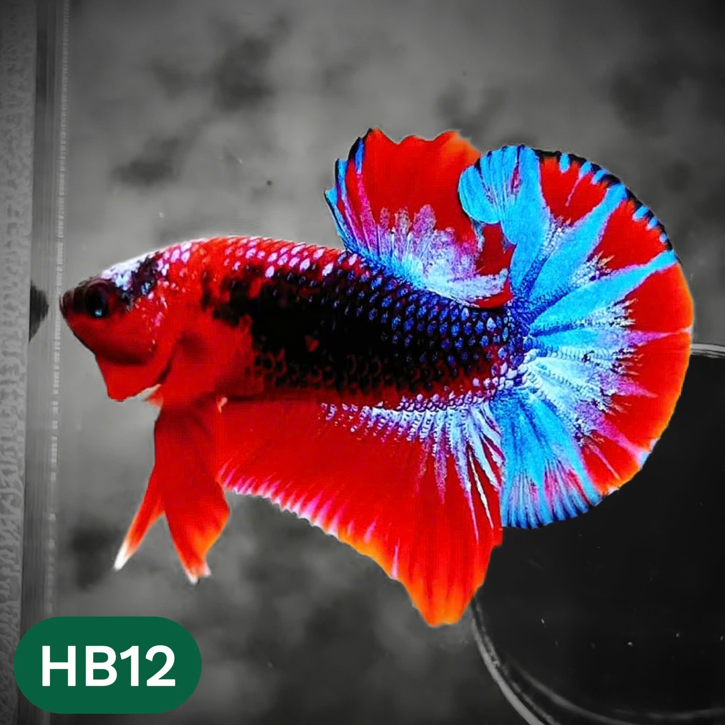 Hellboy Plakat Male Betta Fish | Order Directly From Farm | You Pick Fish