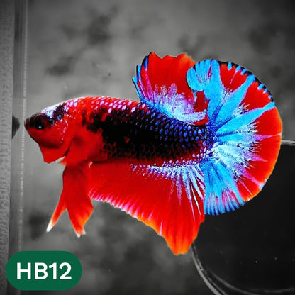 Hellboy Plakat Male Betta Fish | Order Directly From Farm | You Pick Fish