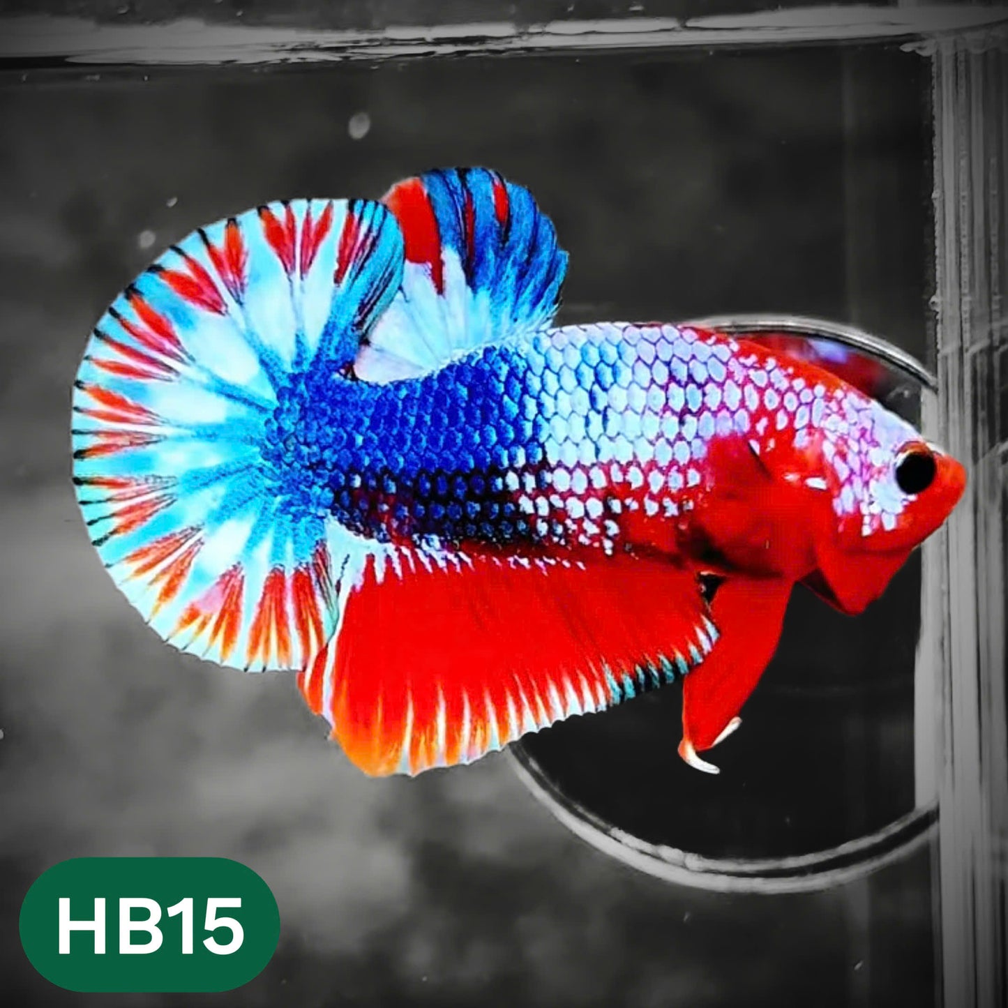 Hellboy Plakat Male Betta Fish | Order Directly From Farm | You Pick Fish
