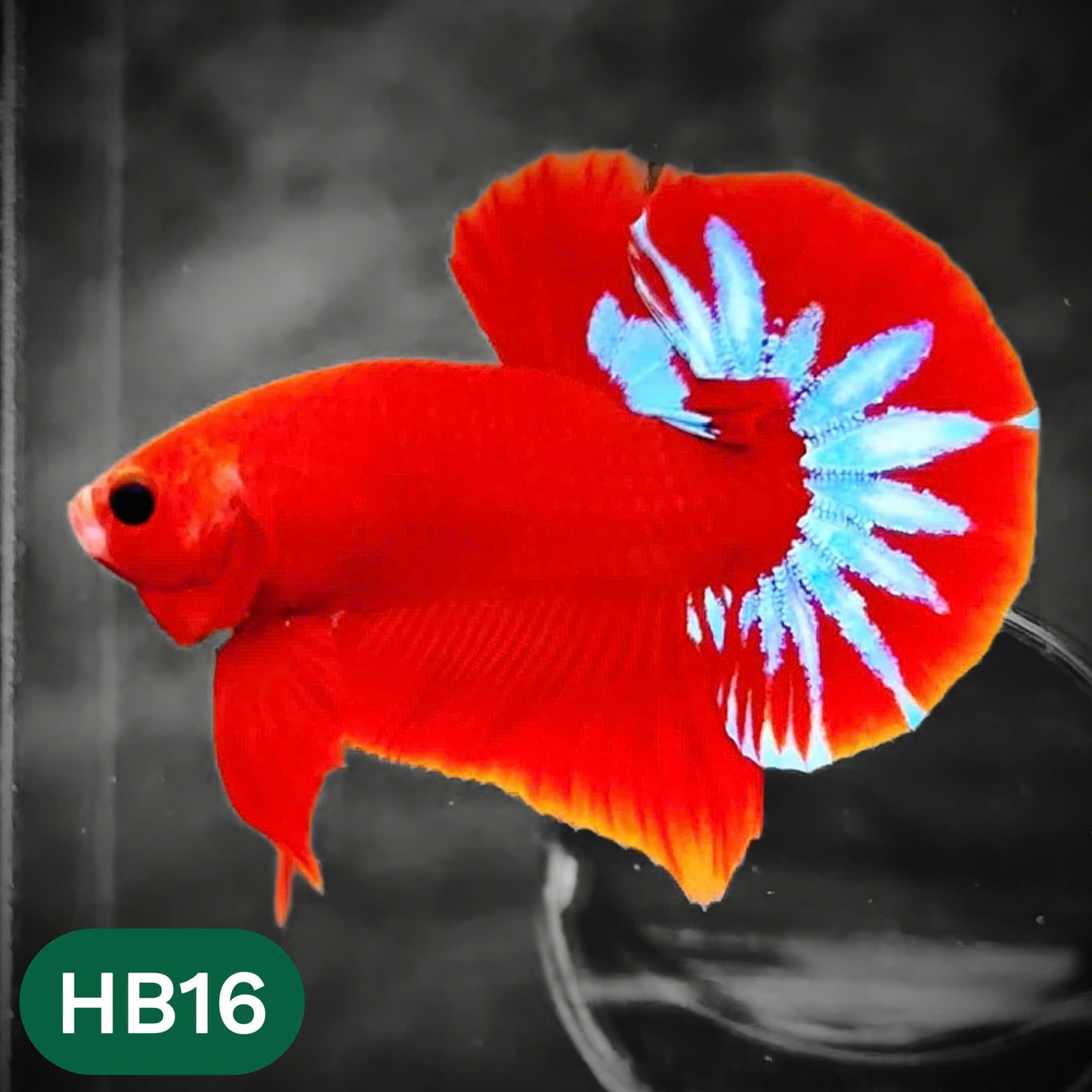 Hellboy Plakat Male Betta Fish | Order Directly From Farm | You Pick Fish
