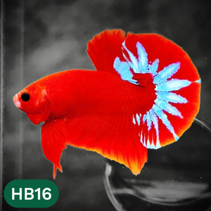 Hellboy Plakat Male Betta Fish | Order Directly From Farm | You Pick Fish