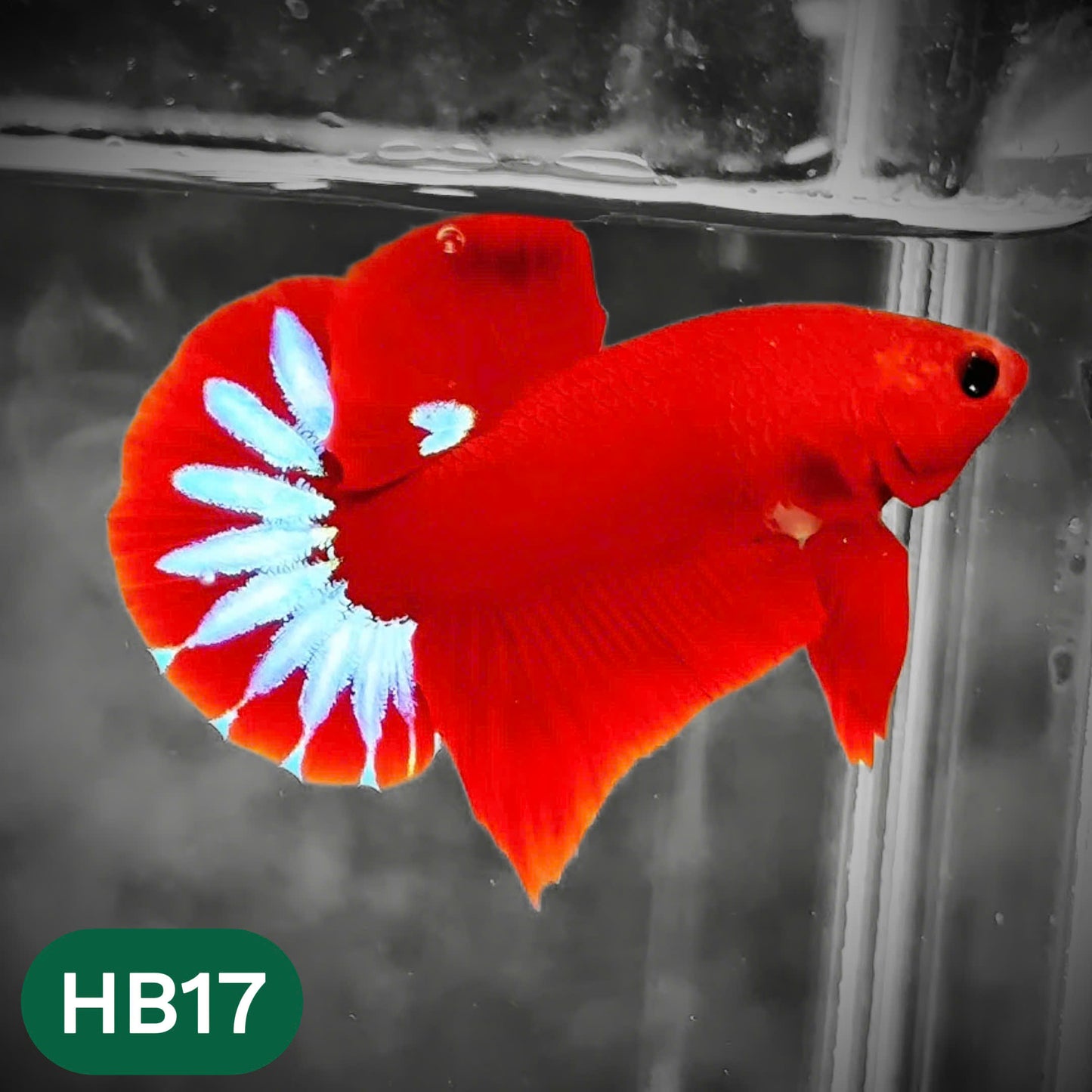 Hellboy Plakat Male Betta Fish | Order Directly From Farm | You Pick Fish