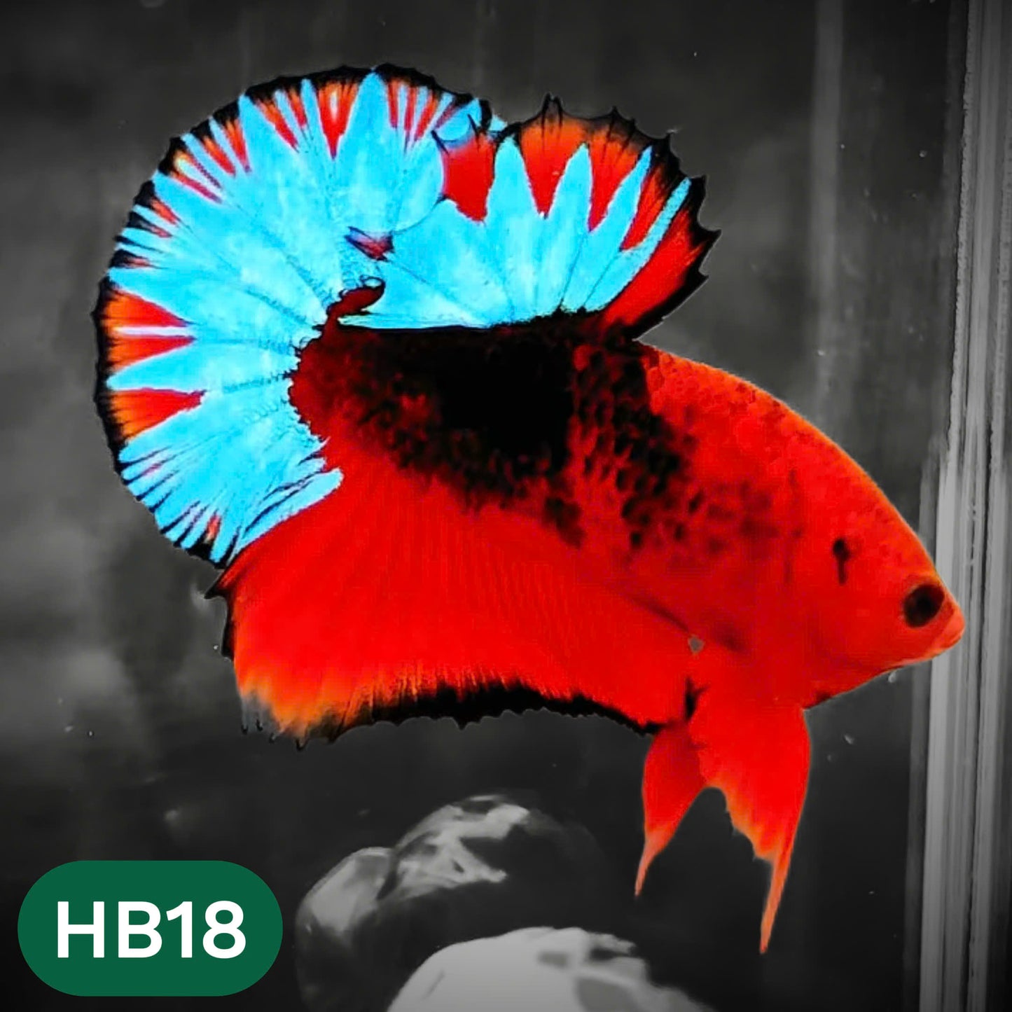 Hellboy Plakat Male Betta Fish | Order Directly From Farm | You Pick Fish
