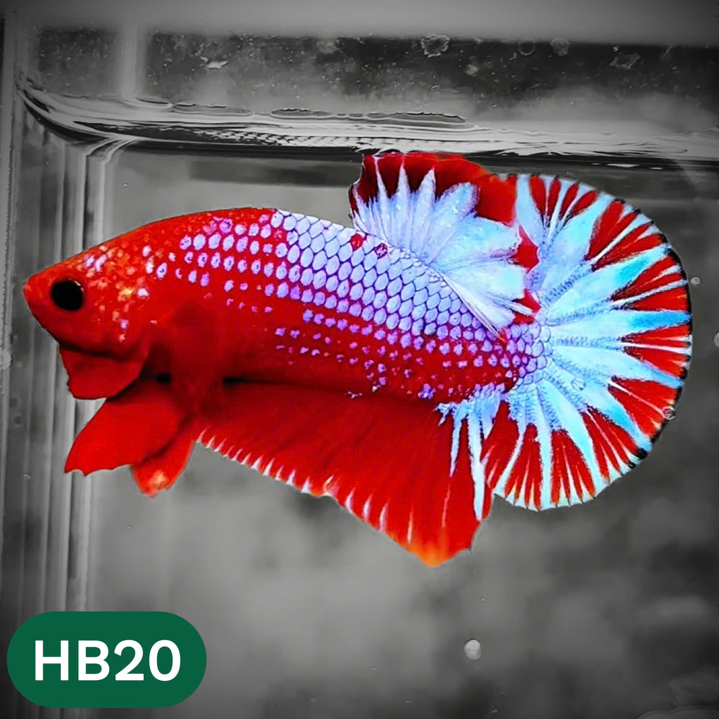 Hellboy Plakat Male Betta Fish | Order Directly From Farm | You Pick Fish