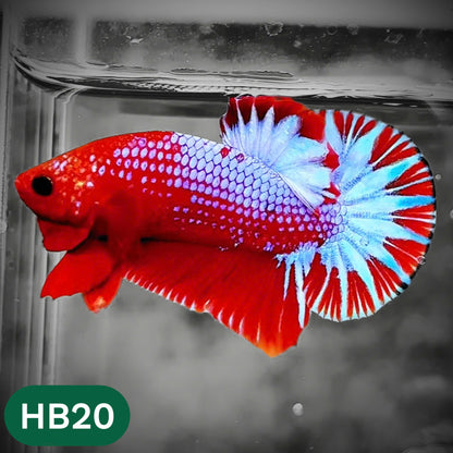 Hellboy Plakat Male Betta Fish | Order Directly From Farm | You Pick Fish