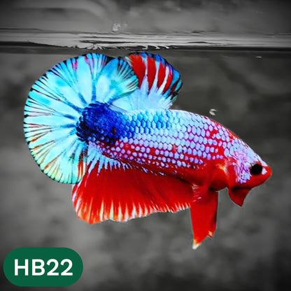 Hellboy Plakat Male Betta Fish | Order Directly From Farm | You Pick Fish