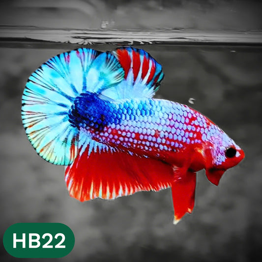 Hellboy Plakat Male Betta Fish | Order Directly From Farm | You Pick Fish