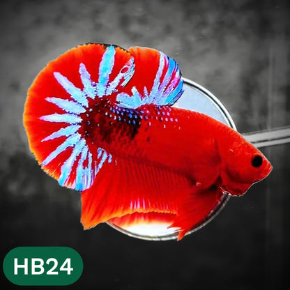 Hellboy Plakat Male Betta Fish | Order Directly From Farm | You Pick Fish