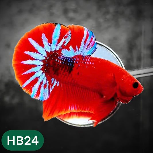 Hellboy Plakat Male Betta Fish | Order Directly From Farm | You Pick Fish