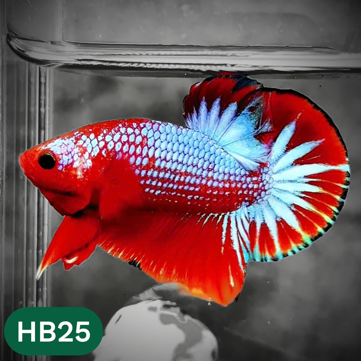 Hellboy Plakat Male Betta Fish | Order Directly From Farm | You Pick Fish