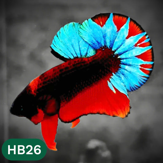 Hellboy Plakat Male Betta Fish | Order Directly From Farm | You Pick Fish