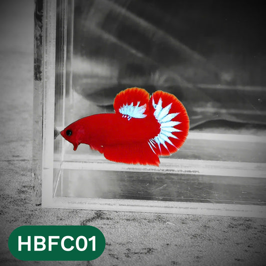 Hellboy Plakat Male Betta Fish | Order Directly From Farm | You Pick Fish