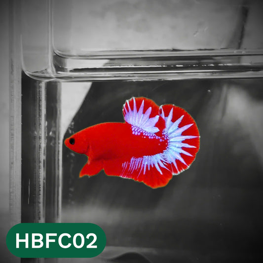 Hellboy Plakat Male Betta Fish | Order Directly From Farm | You Pick Fish