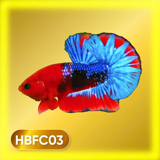 Hellboy Plakat Male Betta Fish | Order Directly From Farm | You Pick Fish