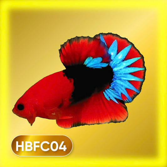 Hellboy Plakat Male Betta Fish | Order Directly From Farm | You Pick Fish