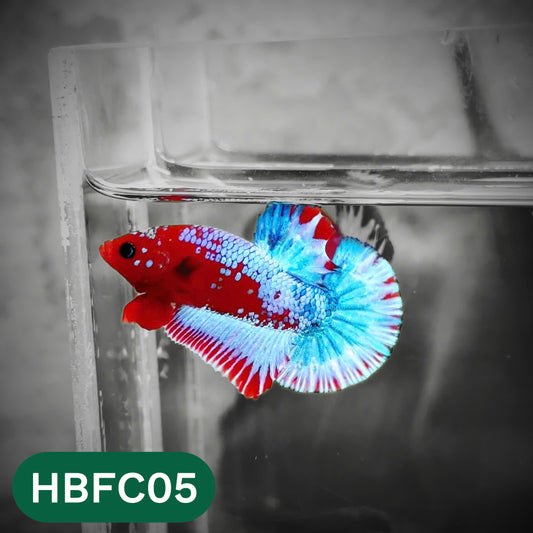 Hellboy Plakat Male Betta Fish | Order Directly From Farm | You Pick Fish