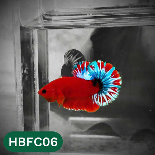 Hellboy Plakat Male Betta Fish | Order Directly From Farm | You Pick Fish