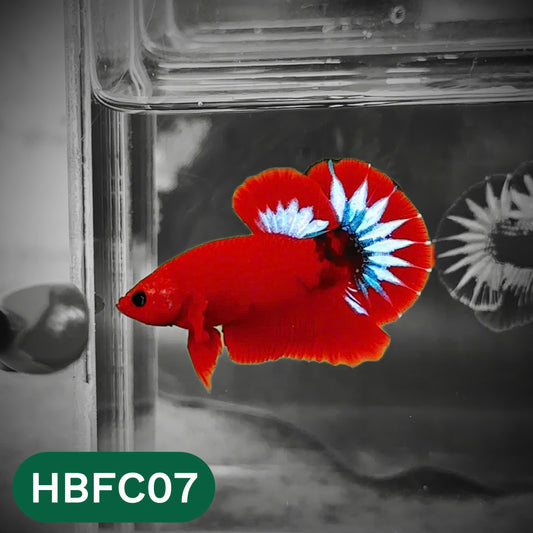 Hellboy Plakat Male Betta Fish | Order Directly From Farm | You Pick Fish