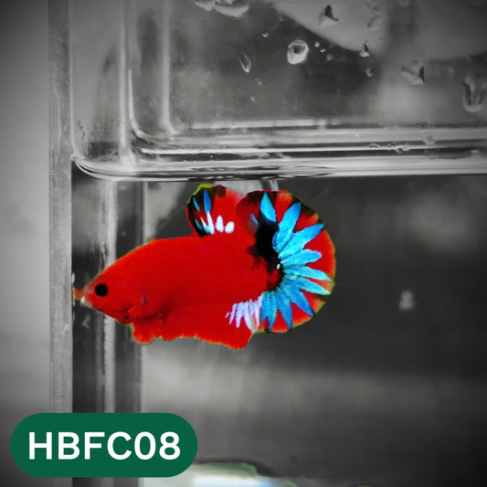 Hellboy Plakat Male Betta Fish | Order Directly From Farm | You Pick Fish