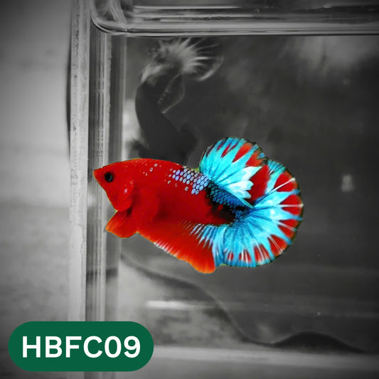 Hellboy Plakat Male Betta Fish | Order Directly From Farm | You Pick Fish