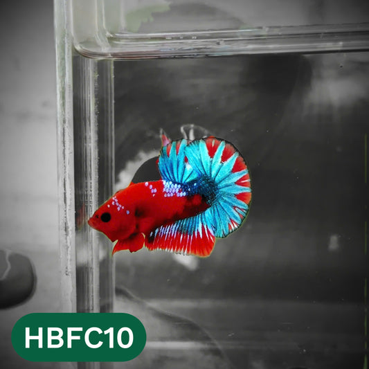 Hellboy Plakat Male Betta Fish | Order Directly From Farm | You Pick Fish