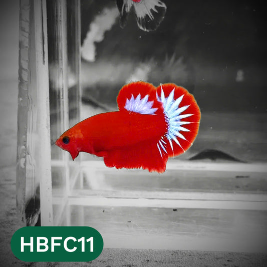 Hellboy Plakat Male Betta Fish | Order Directly From Farm | You Pick Fish