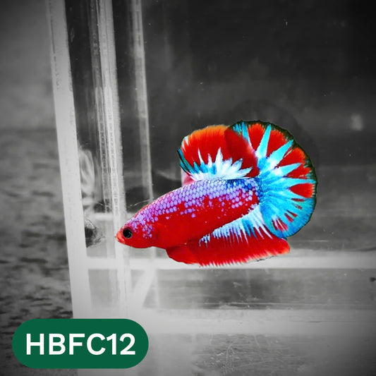 Hellboy Plakat Male Betta Fish | Order Directly From Farm | You Pick Fish