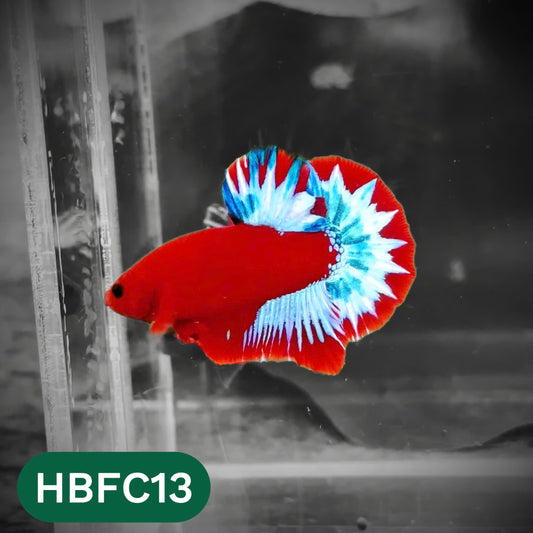 Hellboy Plakat Male Betta Fish | Order Directly From Farm | You Pick Fish