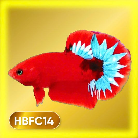 Hellboy Plakat Male Betta Fish | Order Directly From Farm | You Pick Fish