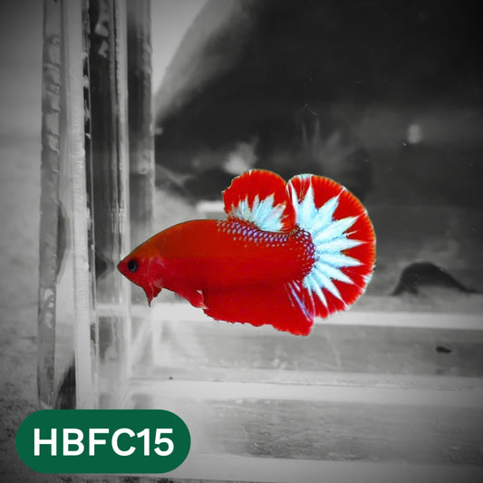 Hellboy Plakat Male Betta Fish | Order Directly From Farm | You Pick Fish