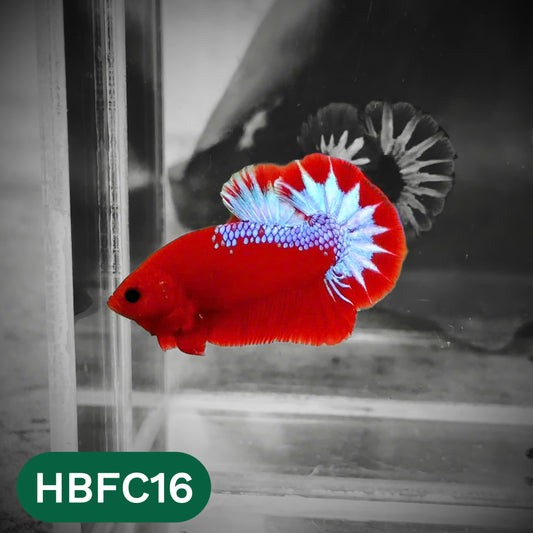 Hellboy Plakat Male Betta Fish | Order Directly From Farm | You Pick Fish