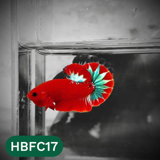 Hellboy Plakat Male Betta Fish | Order Directly From Farm | You Pick Fish