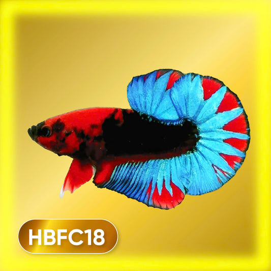 Hellboy Plakat Male Betta Fish | Order Directly From Farm | You Pick Fish