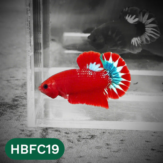 Hellboy Plakat Male Betta Fish | Order Directly From Farm | You Pick Fish