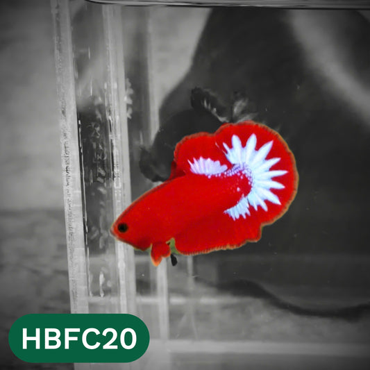 Hellboy Plakat Male Betta Fish | Order Directly From Farm | You Pick Fish