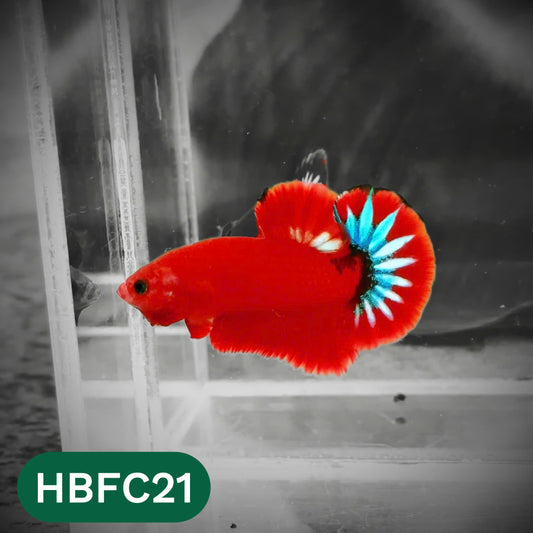 Hellboy Plakat Male Betta Fish | Order Directly From Farm | You Pick Fish