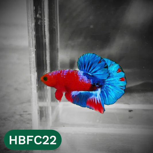 Hellboy Plakat Male Betta Fish | Order Directly From Farm | You Pick Fish
