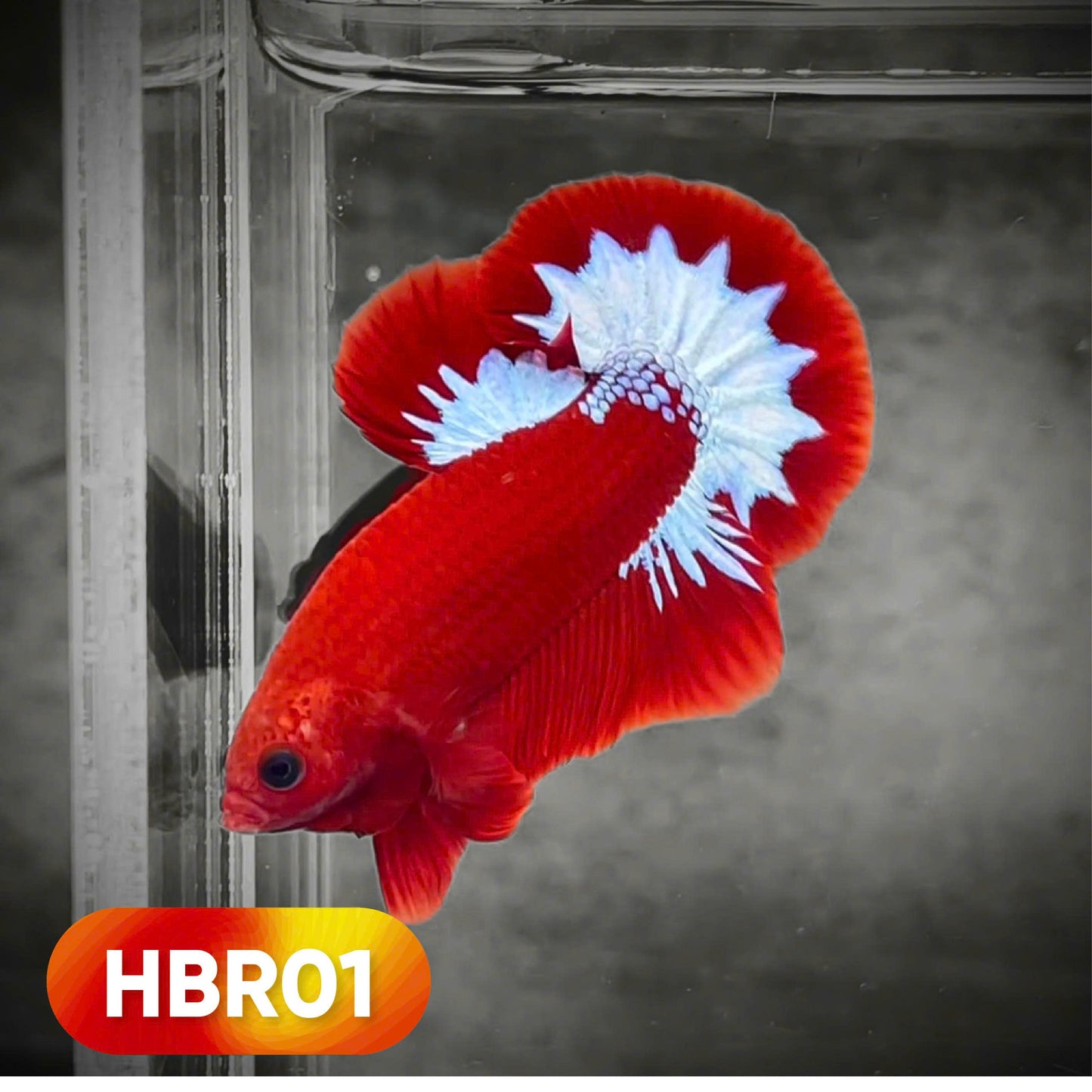 Hellboy Plakat Male Betta Fish | Order Directly From Farm | You Pick Fish