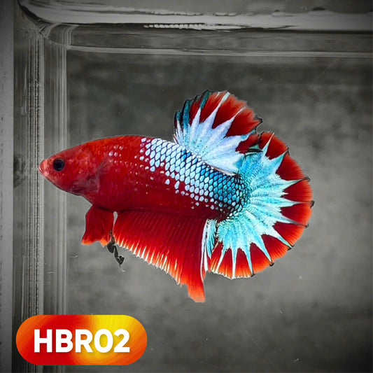 Hellboy Plakat Male Betta Fish | Order Directly From Farm | You Pick Fish