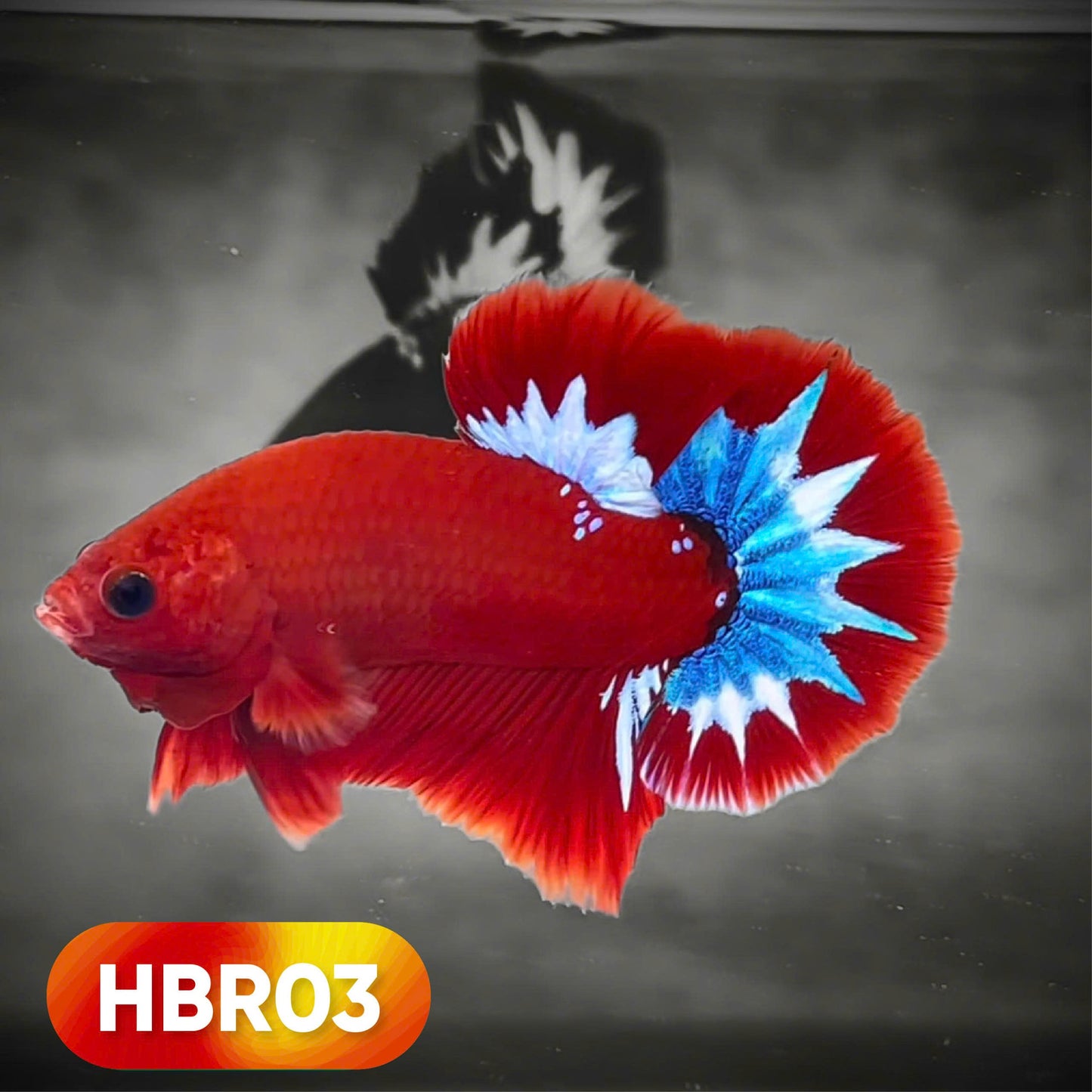 Hellboy Plakat Male Betta Fish | Order Directly From Farm | You Pick Fish
