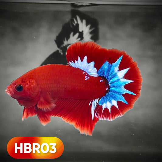 Hellboy Plakat Male Betta Fish | Order Directly From Farm | You Pick Fish