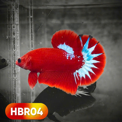 Hellboy Plakat Male Betta Fish | Order Directly From Farm | You Pick Fish