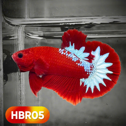 Hellboy Plakat Male Betta Fish | Order Directly From Farm | You Pick Fish