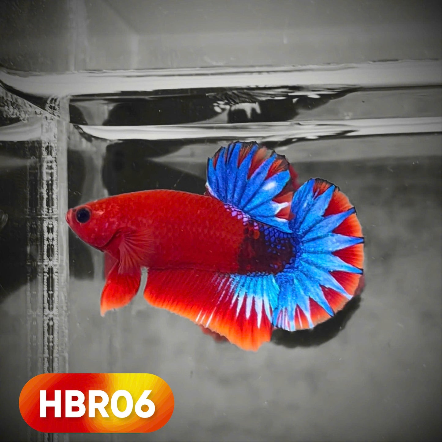 Hellboy Plakat Male Betta Fish | Order Directly From Farm | You Pick Fish