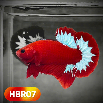 Hellboy Plakat Male Betta Fish | Order Directly From Farm | You Pick Fish