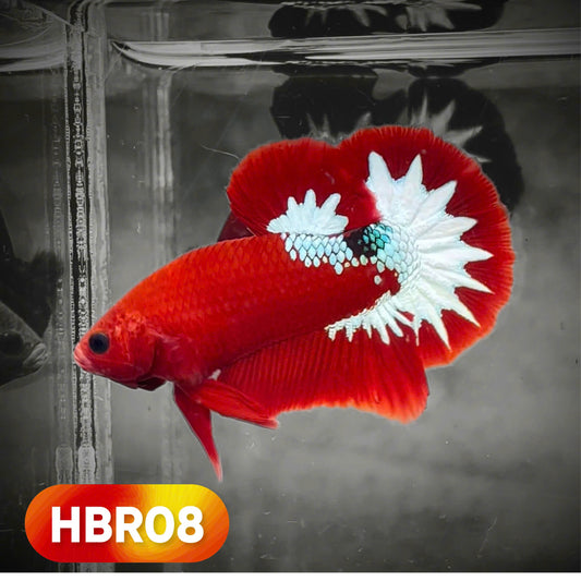 Hellboy Plakat Male Betta Fish | Order Directly From Farm | You Pick Fish