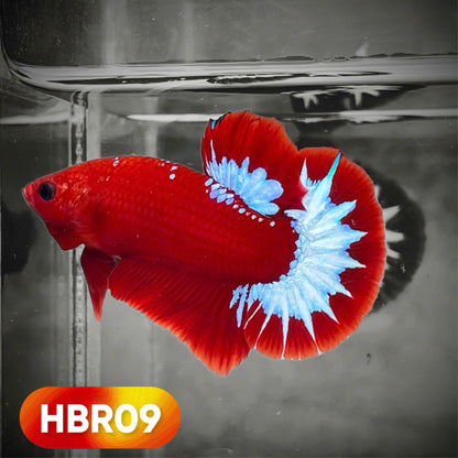 Hellboy Plakat Male Betta Fish | Order Directly From Farm | You Pick Fish