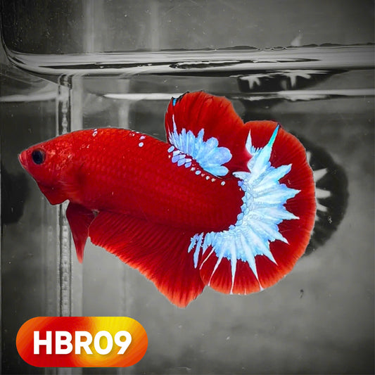 Hellboy Plakat Male Betta Fish | Order Directly From Farm | You Pick Fish