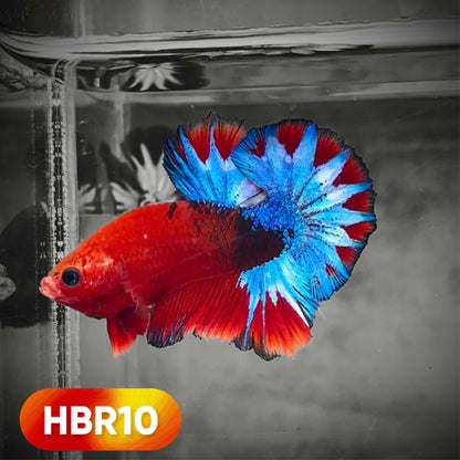 Hellboy Plakat Male Betta Fish | Order Directly From Farm | You Pick Fish