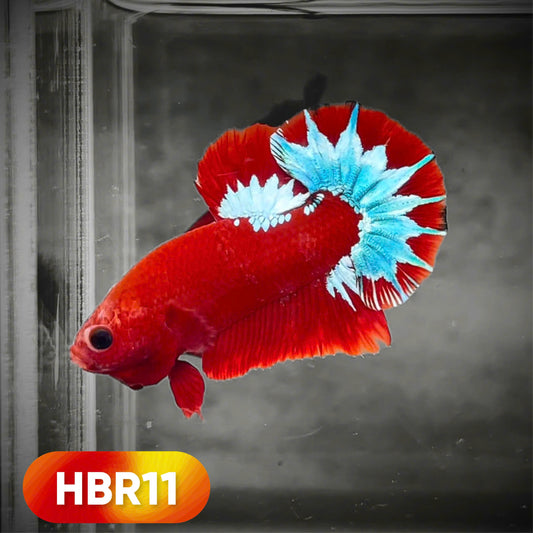 Hellboy Plakat Male Betta Fish | Order Directly From Farm | You Pick Fish